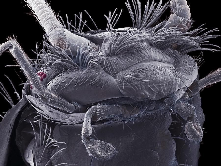 silverfish-head-sem-steve-gschmeissner.j