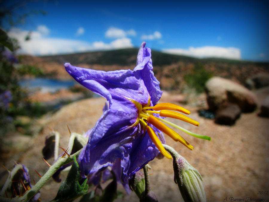 Silverleaf Nightshade Wildflower and the Lake Photograph by Aaron Burrows