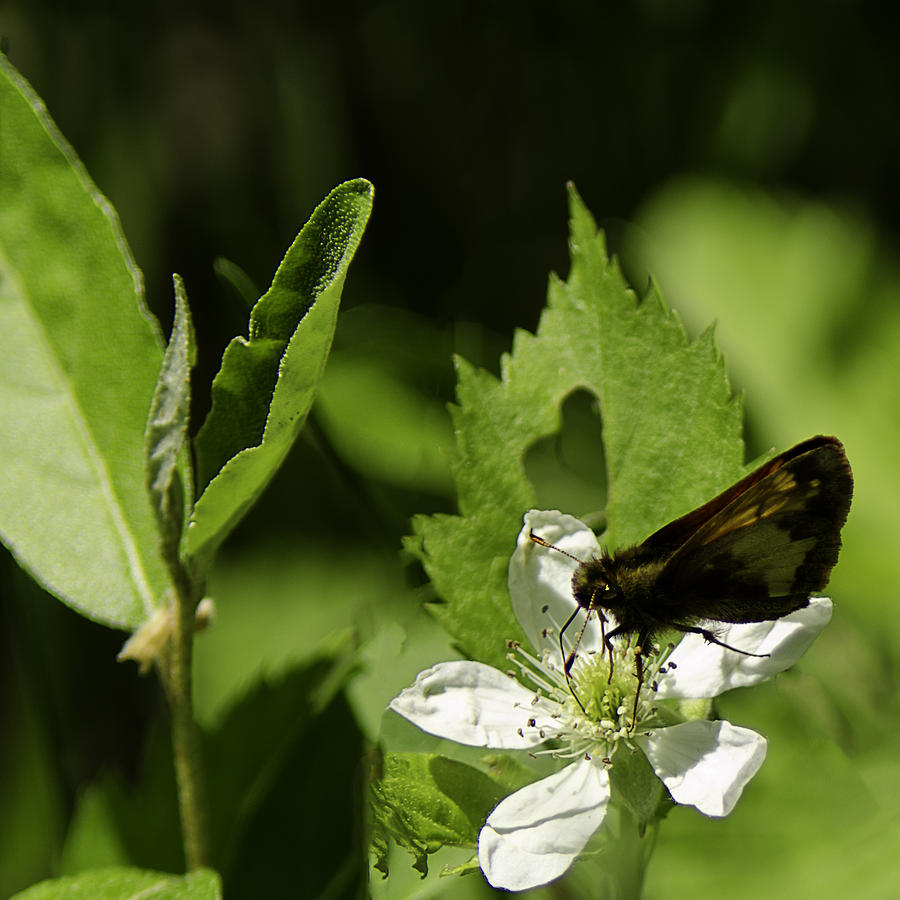 Butterfly Photograph - Silverspotted Skipper by LeeAnn McLaneGoetz McLaneGoetzStudioLLCcom