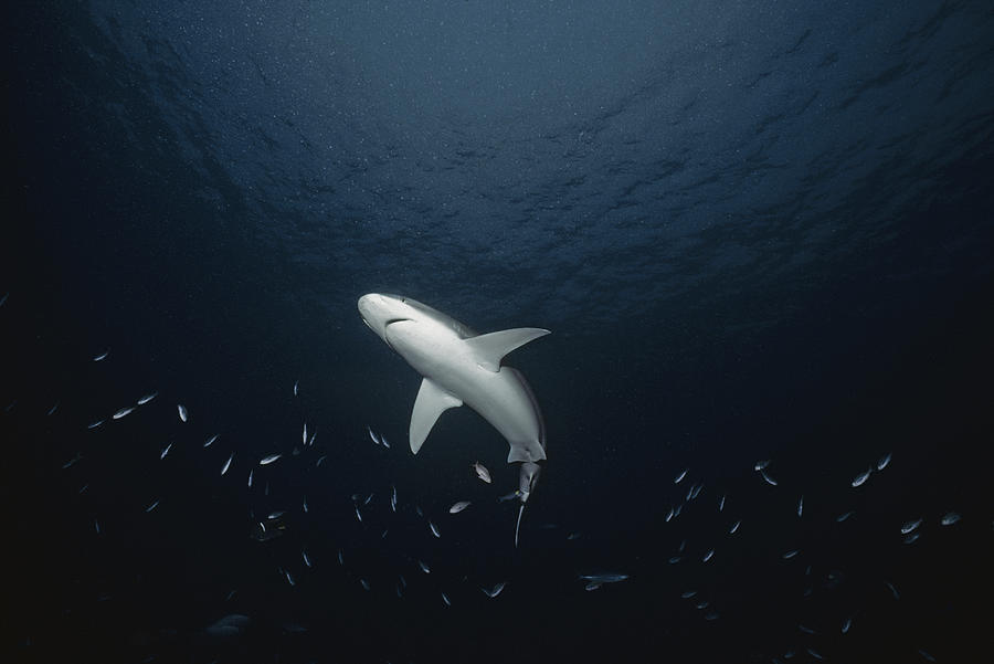 Silvertip Shark Photograph by Jeff Rotman