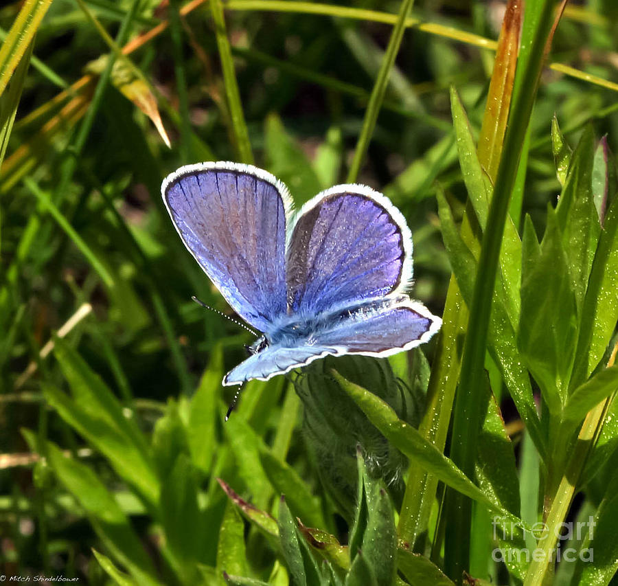 Silvery Blue Butterfly Photograph by Mitch Shindelbower