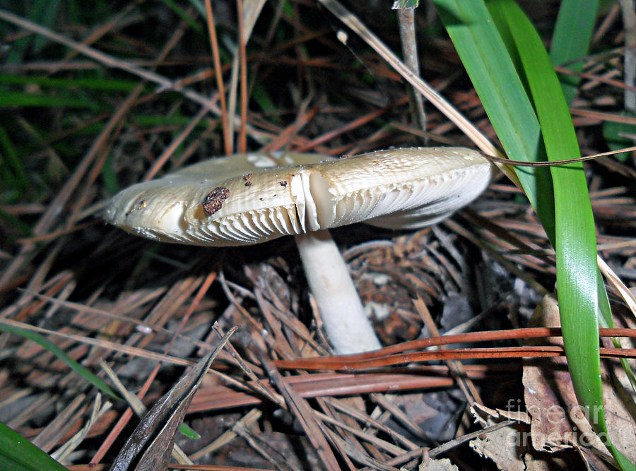 Silvery Mushroom 2 Photograph by Doris Blessington