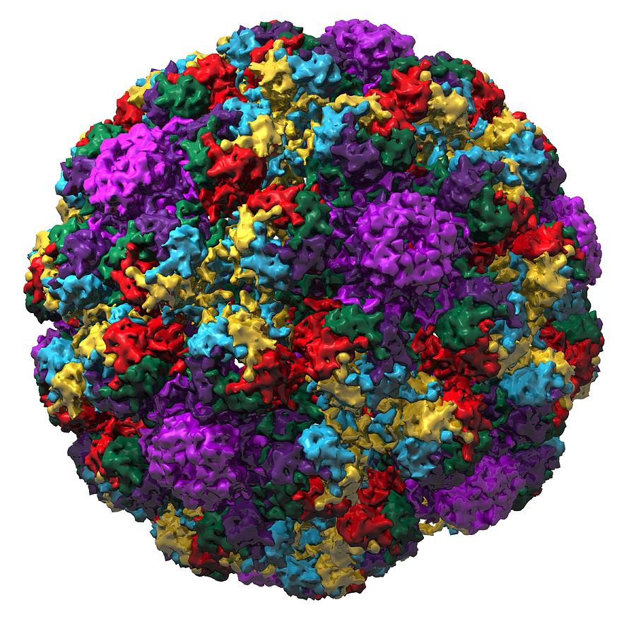 Illustration Photograph - Simian Virus 40 Particle, Molecular Model by Laguna Design