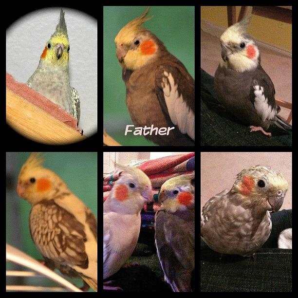 Bird Photograph - Simon (top Center And Bottom Center by Anna Porter