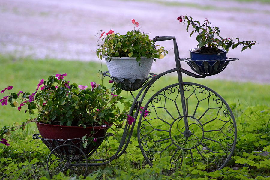 Simple Beauty Photograph by Lisa Jaworski - Fine Art America