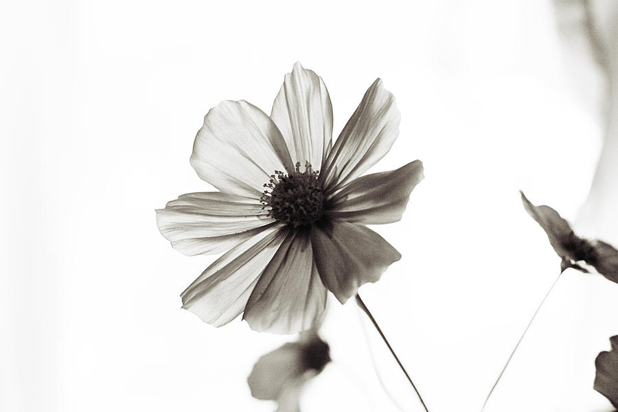 Simple flower Photograph by Toni Hopper
