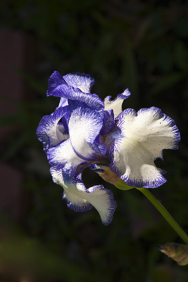 Simple Iris Photograph by Rick Bragan