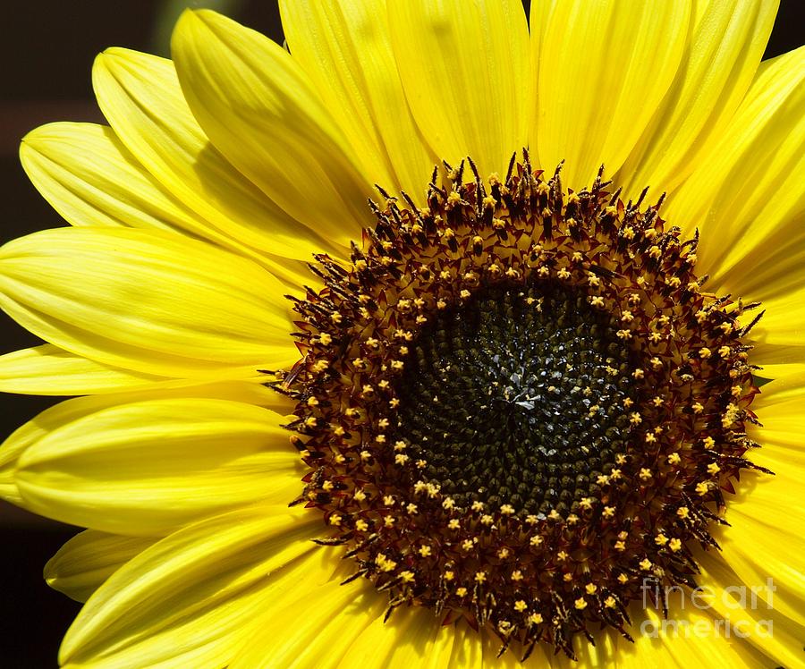 Simple Sunflower Photograph by Tammy Bullard