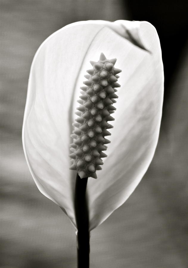 Lily Photograph - Simplicity by Karon Melillo DeVega