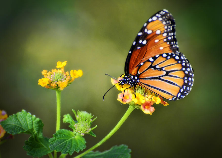 Butterfly Photograph - Simplicity  by Saija Lehtonen