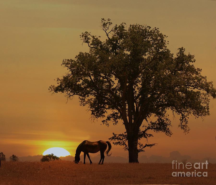 Horse and Oak Tree in Sunrise Beautiful  Morning Photograph by Stephanie Laird