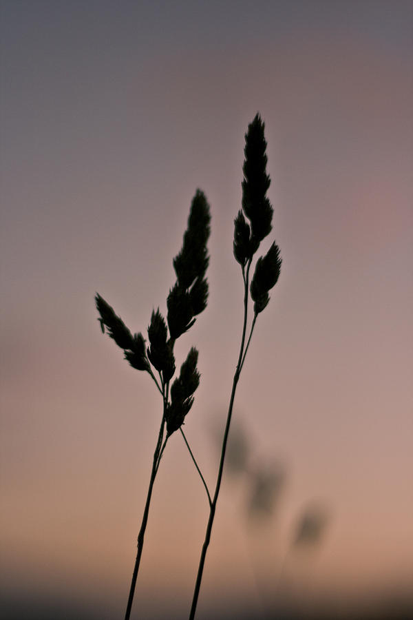 Sunset Photograph - Simplistic Beauty by Georgia Clare