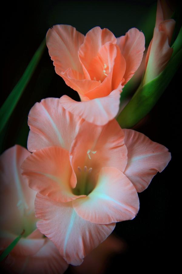 Flower Photograph - Simply Glad by Karen Wiles