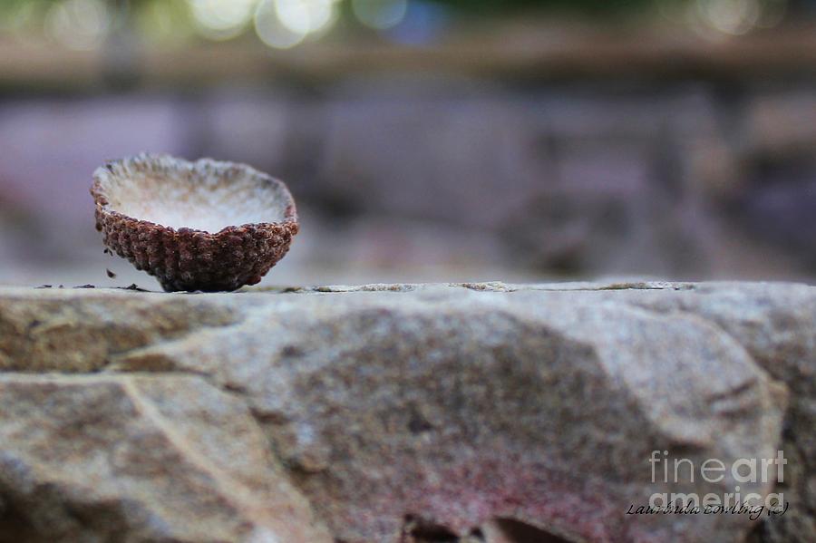 Shell Photograph - Simply Nature II by Laurinda Bowling