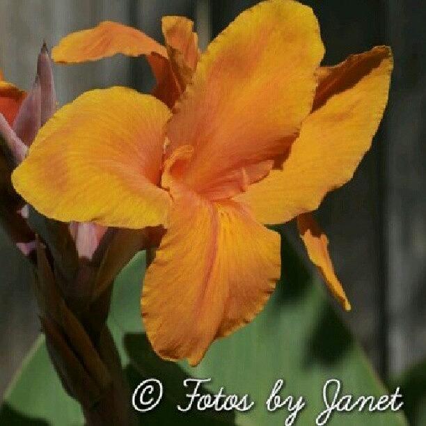 Nature Photograph - Simply Orange #flower #blossom #nature by Janet Ortiz