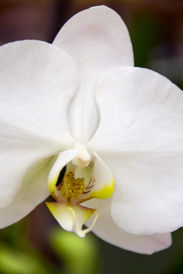 Simply Pure Orchid Photograph by Angelina Tamez