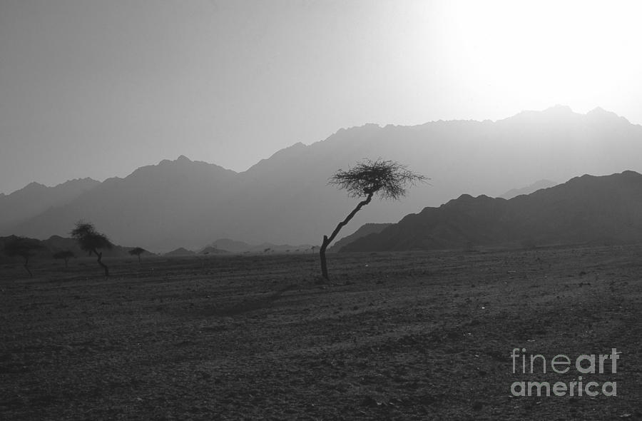 Sinai Desert Photograph by Heiko Koehrer-Wagner