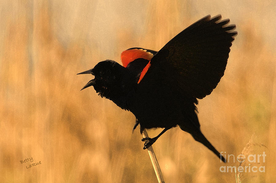 Blackbird Photograph - Singing at Sunset by Betty LaRue