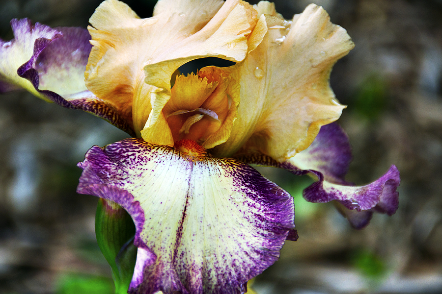 Iris Photograph - Singing In The Rain 1 by Angelina Tamez