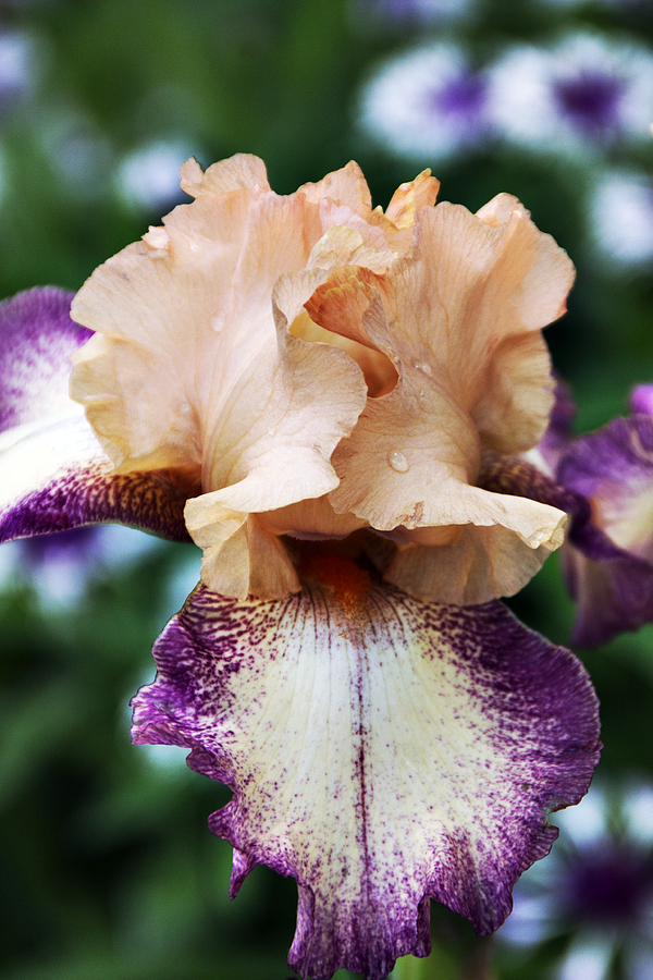 Iris Photograph - Singing In The Rain 3 by Angelina Tamez