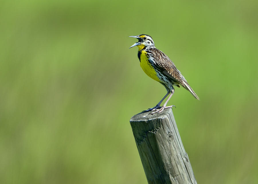 Singing Meadowlark Photograph by Bill Dodsworth