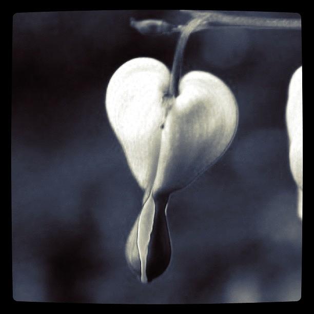 Nature Photograph - Single Bleeding Heart in BW by Justin Connor