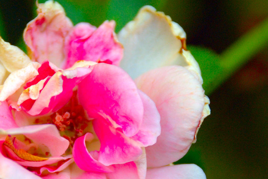 Single Blossom Photograph by John Bennett