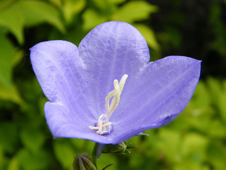 Single Blue Bellflower Blossom Photograph by Mary Sedivy - Fine Art America