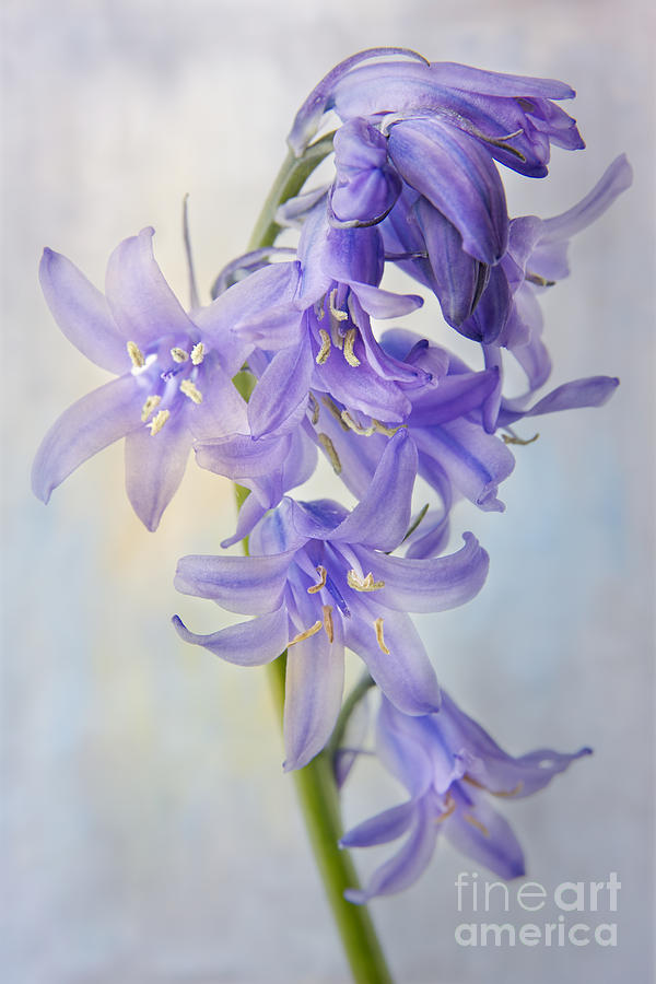 Spring Photograph - Single Bluebell by Ann Garrett