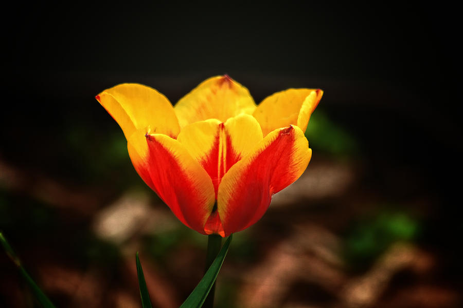 Single Bright Colored Tulip Photograph by Richard Gregurich