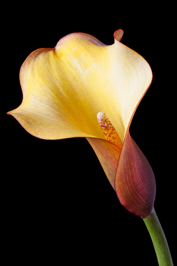 Flower Photograph - Single calla liliy by Garry Gay