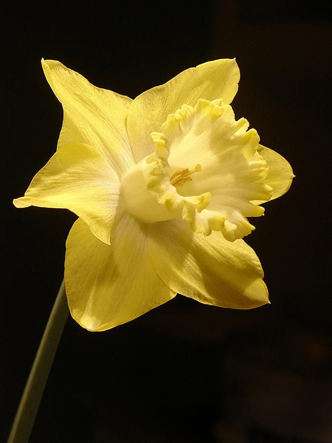 Single Daffodil Photograph by Steve Karol
