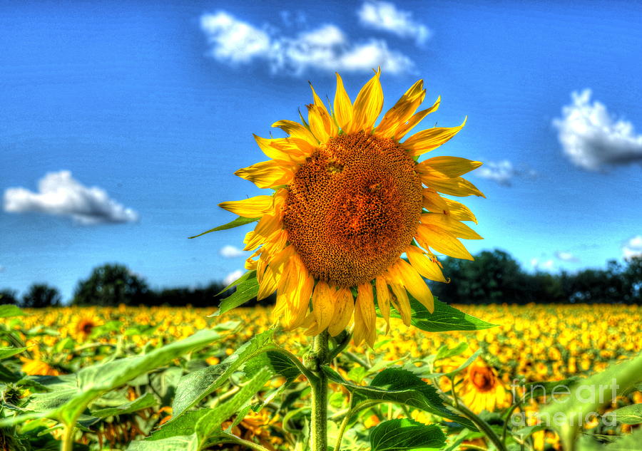 Sunflower Photograph - Single by Debbi Granruth