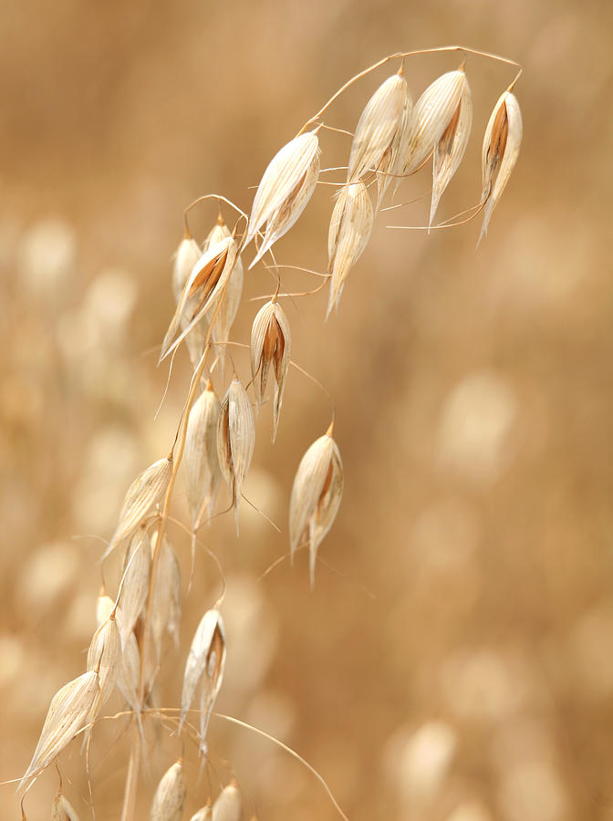 Single ear of oats Photograph by Paul Cowan