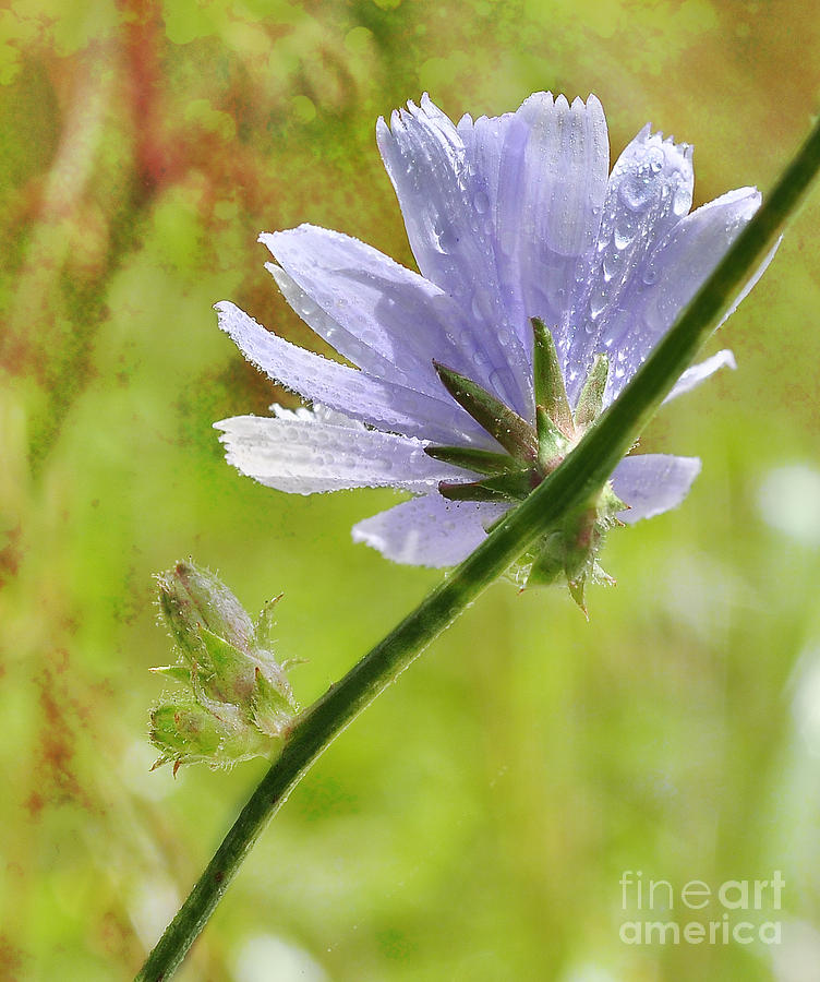 Single Photograph By Elaine Manley Fine Art America