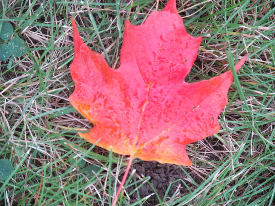 Single Fall Leaf Photograph