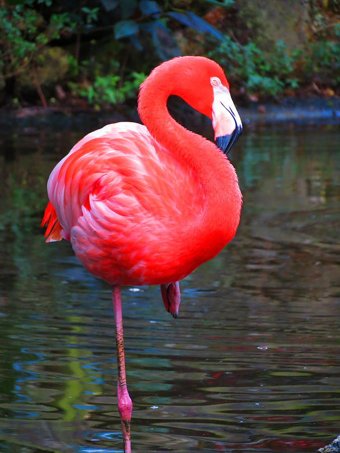 Single Flamingo Photograph by Vijay Sharon Govender