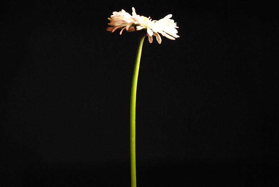 Flowers Still Life Photograph - Single Flower by Sumit Mehndiratta