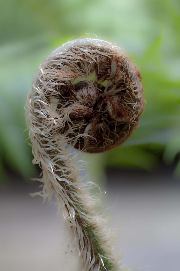 Single Frond Photograph by Carole Hinding