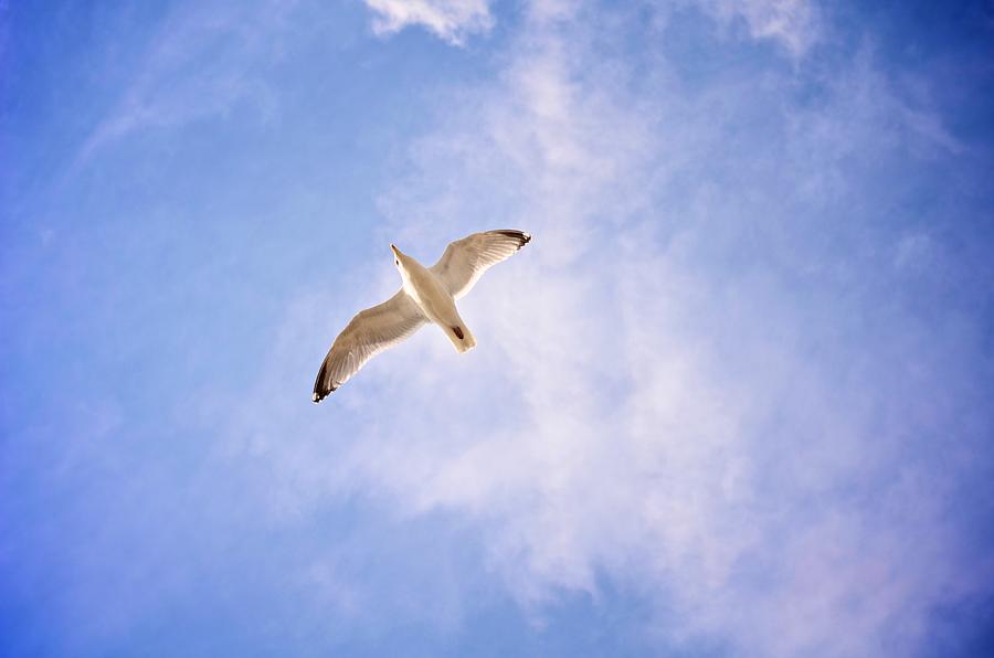 Single Gull Photograph by Catherine Murton