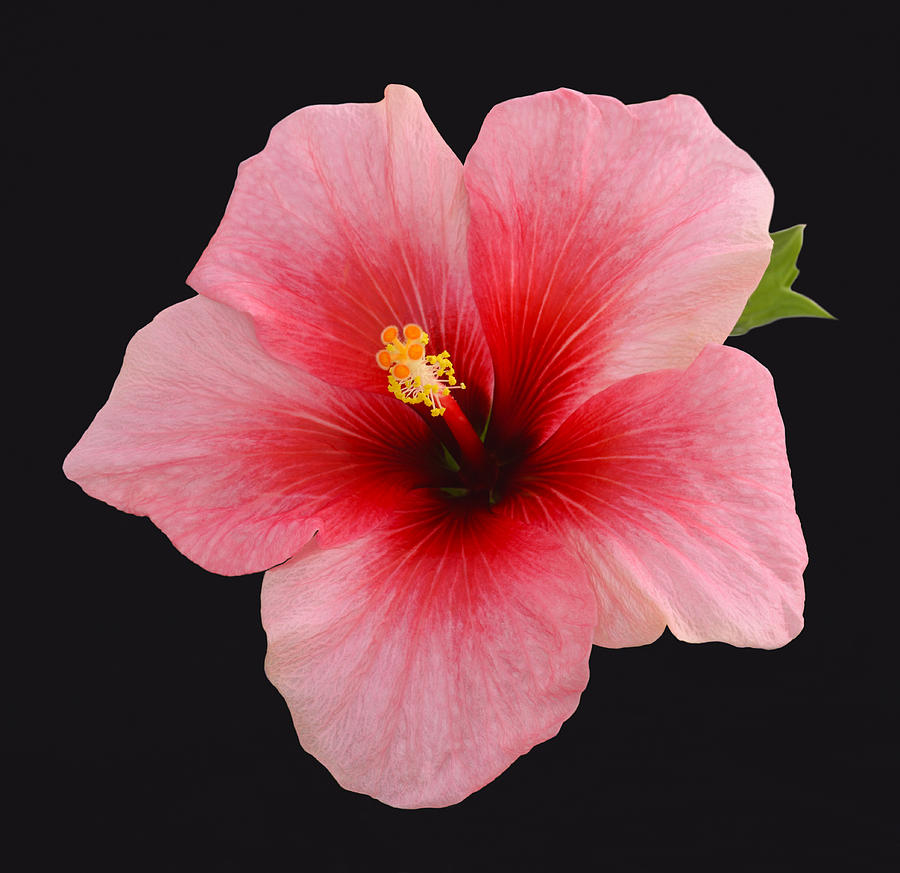 Single Hibiscus Flower On A Black Background Photograph by Rosemary Calvert