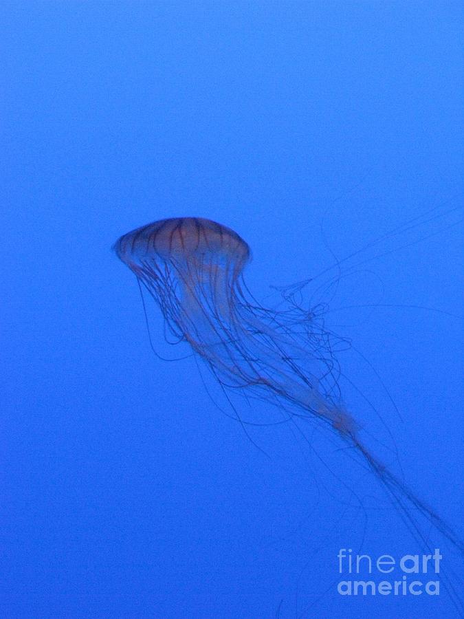 Nature Photograph - Single Jelly Fish in Blue water by Ausra Huntington nee Paulauskaite