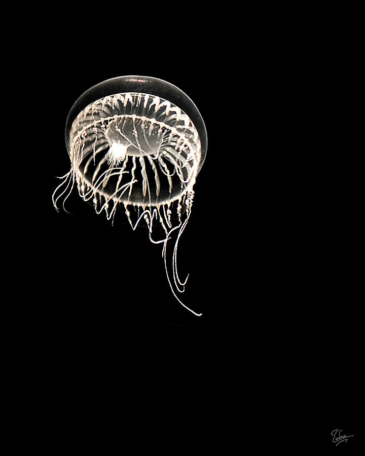 Single Jellyfish Photograph by Endre Balogh