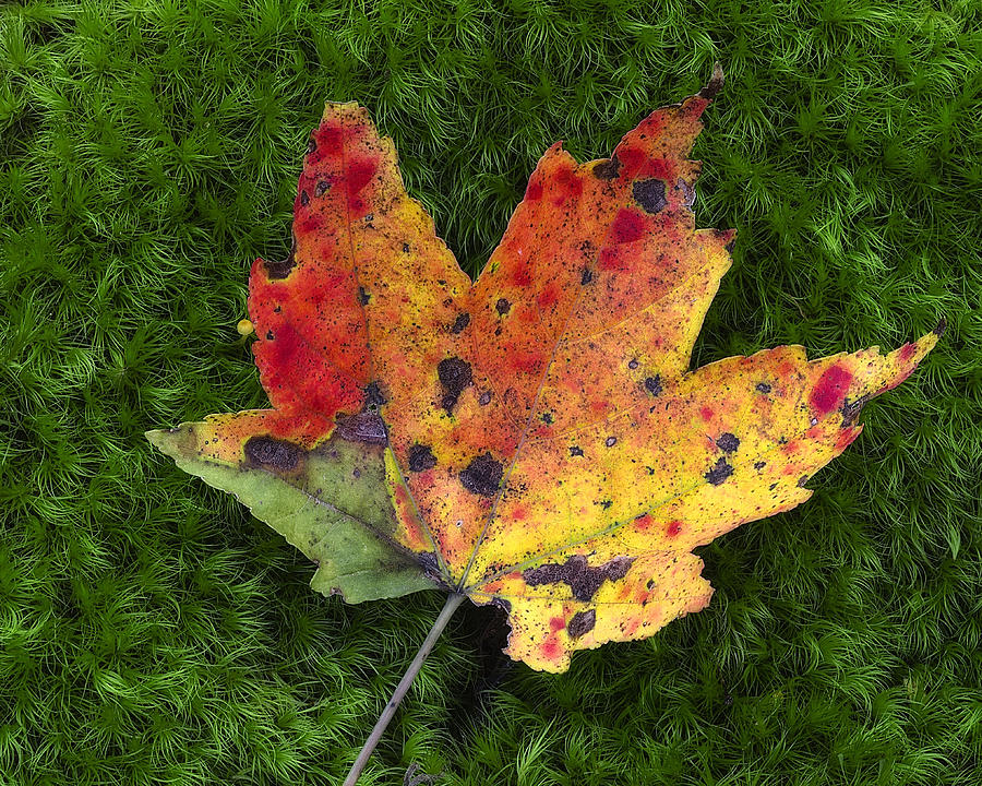 Single Leaf on Green Moss Photograph by Steve Hurt