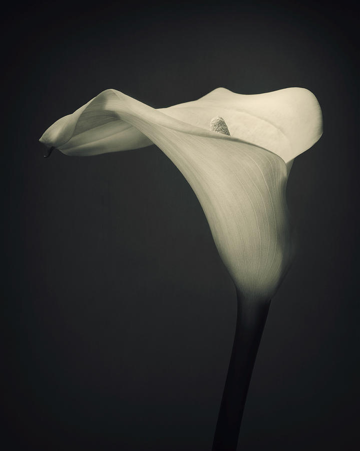 Single Lilly Flower Photograph by Ian Barber - Fine Art America