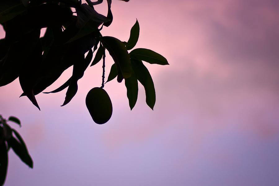 Nature Photograph - Single mango on a tree at twilight by Anya Brewley schultheiss
