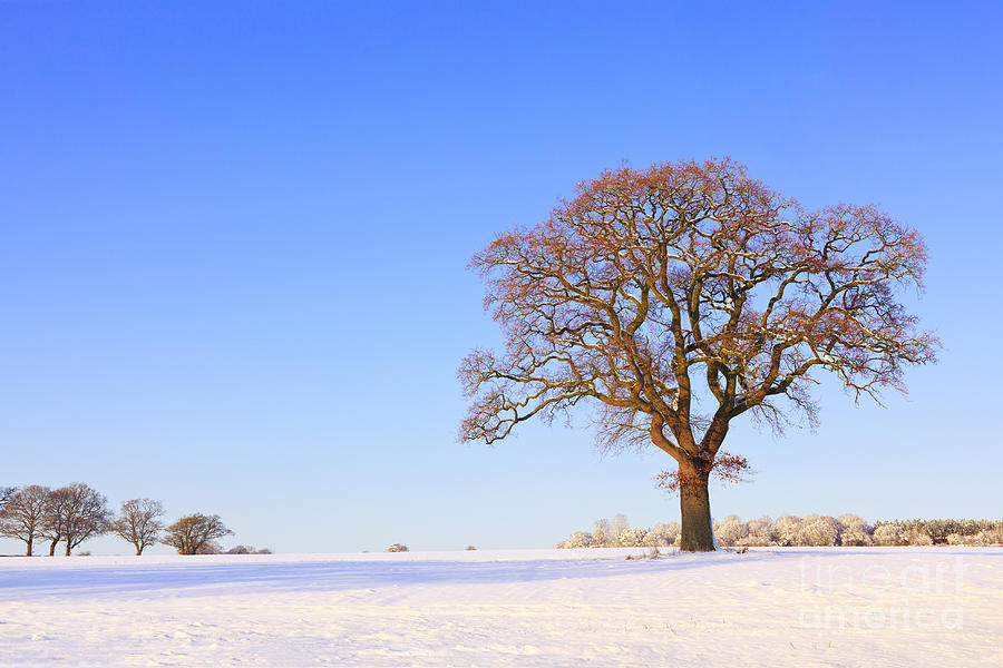 Single Oak Tree Snow Landscape Photograph