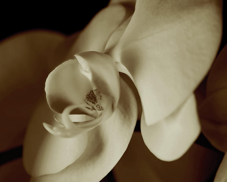 Single Orchid Sepia Photograph by James Bethanis