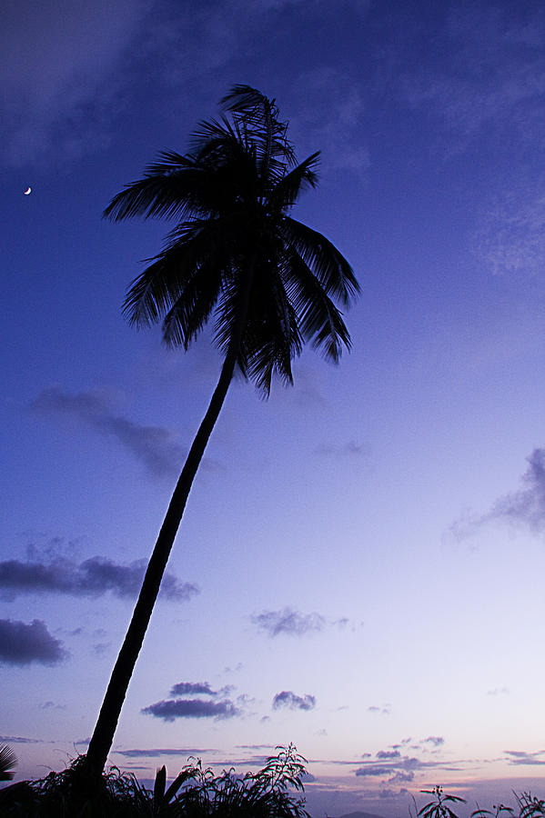 Single palm tree silhouette at twilight Photograph by Anya Brewley schultheiss