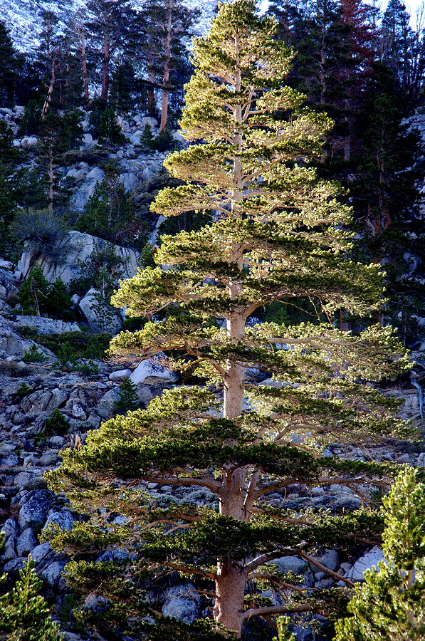 Single Pine Tree Photograph by Jeff Lowe Fine Art America